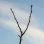 Schnitt von Obstbäumen (Teil 3): Schnitt nach der Pflanzung, Verjüngungsschnitt und Umleitungsschnitt