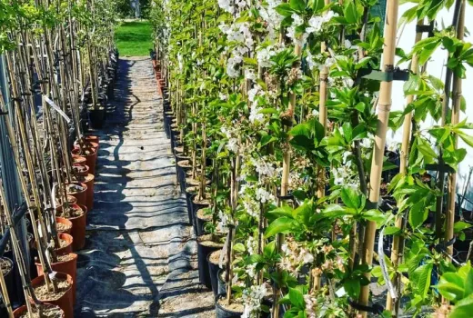 Exkluzívna lotyšská ponuka je tu: Odhaľujeme poklady pre vašu záhradu