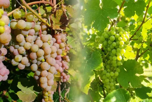 Päť odolných odrôd viniča: Alešenkin, Dvietes Zilā, Ļebedevskaja, Varduva a Skaistė