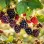 Malinočernice ‘Loganberry’ a ‘Boysenberry’ – príbeh, porovnanie a pestovanie
