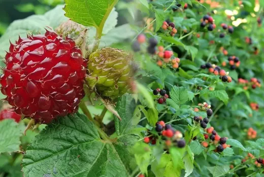 Netradičné maliny: Ruby Beauty, Selena, Groovy, Raspberry Tower