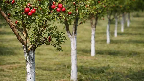 Genetika v súlade s klímou: ako vybrať odrody, ktoré v našich podmienkach naozaj fungujú