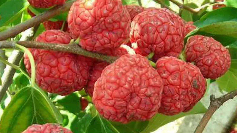 Kudrania (Chinesischer Maulbeerbaum): Die besten Sorten für Ihren Garten