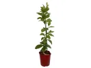 Schisandra chinesis SADOVA  NO1 - Tutifruti SK