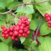 Schisandra