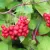 Schisandra