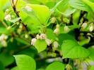 Schisandra chinesis - Tutifruti SK