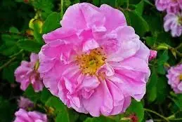Rose (Rosa): Ein Leitfaden durch die Botanik und die faszinierende Welt der Hybriden (Teil 1)