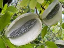 Akebia quinata ALBA - Tutifruti SK