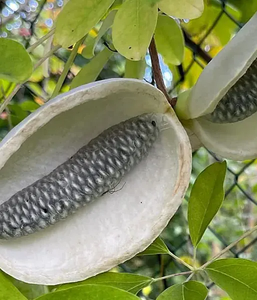 Akebia quinata ALBA - Tutifruti SK