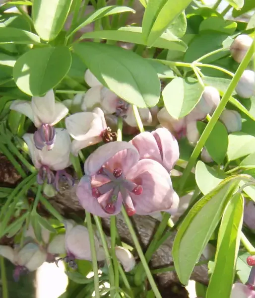 Akebia quinata SILVER BELLS