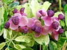 Akebia quinata VARIEGATA - Tutifruti SK