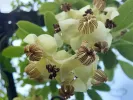 Akebia quinata ALBA - Tutifruti SK