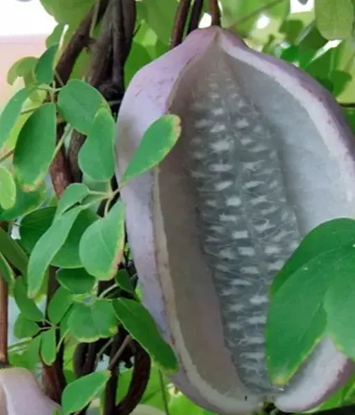 Akebia quinata SILVER BELLS