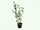 Arónia (Aronia prunifolia) NERO - Tutifruti SK