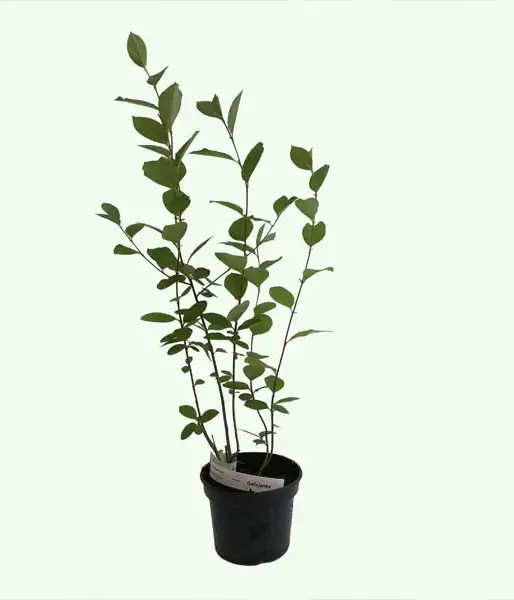 Black chokeberry (Aronia prunifolia) NERO