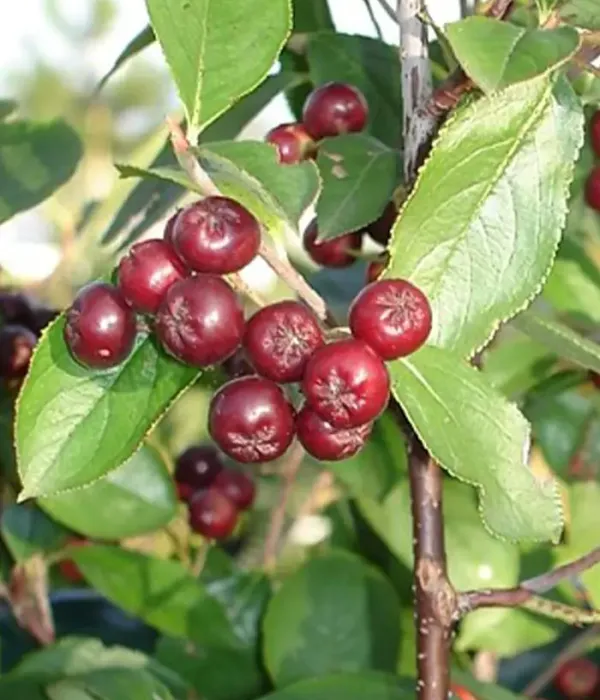 Arónia (Aronia prunifolia) BRILLIANT