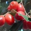 Elaeagnus 