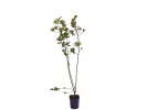 Apfelbeeren (Aronia melanocarpa) VIKING - Tutifruti SK