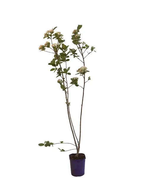 Black chokeberry (Aronia prunifolia) VIKING