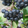 Apfelbeeren (Aronia prunifolia) NERO