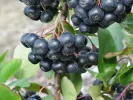 Arónia (Aronia prunifolia) NERO - Tutifruti SK