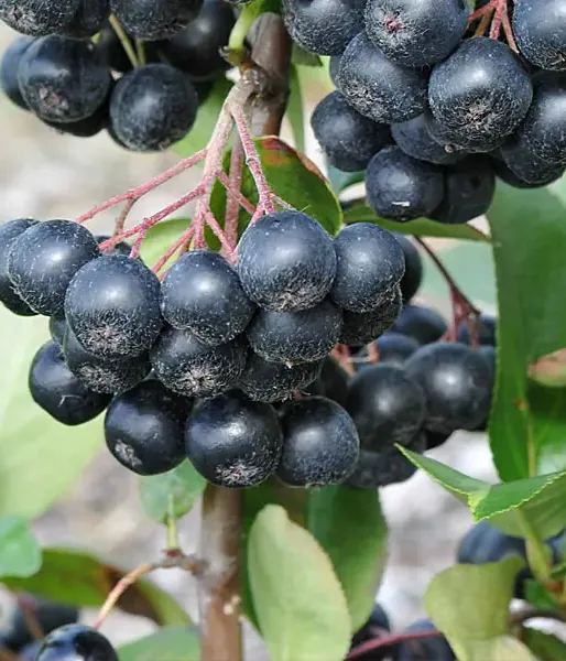 Black chokeberry (Aronia prunifolia) NERO