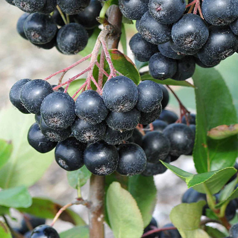 Apfelbeeren (Aronia prunifolia) NERO