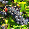 Apfelbeeren (Aronia melanocarpa) GALICJANKA