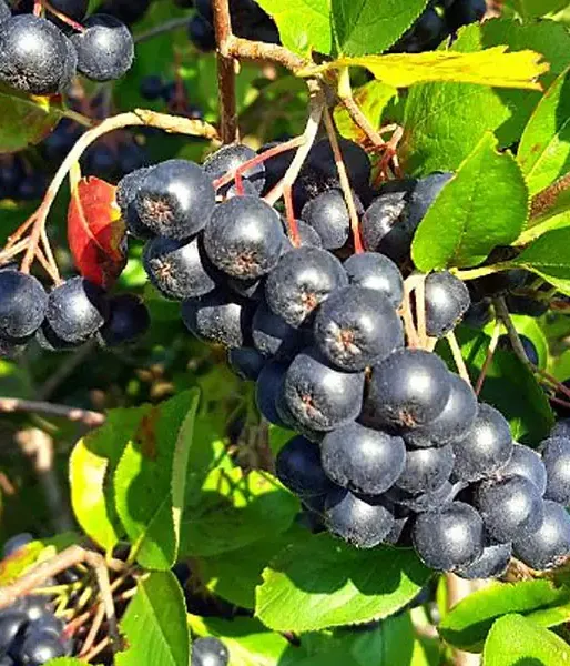 Apfelbeeren (Aronia melanocarpa) GALICJANKA