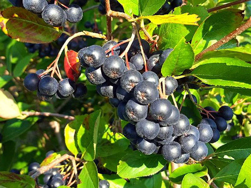 Apfelbeeren (Aronia melanocarpa) GALICJANKA