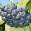 Bio Apfelbeeren (Aronia melanocarpa) VIKING