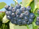 Apfelbeeren (Aronia melanocarpa) VIKING - Tutifruti SK