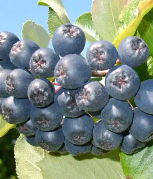Black chokeberry (Aronia prunifolia) VIKING