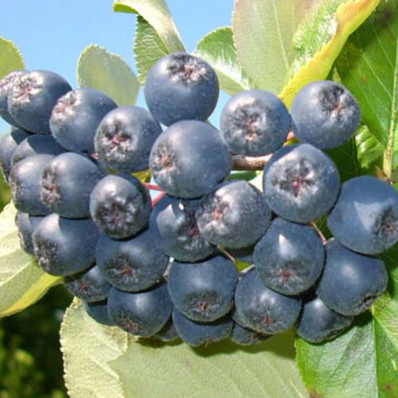 Bio Apfelbeeren (Aronia melanocarpa) VIKING