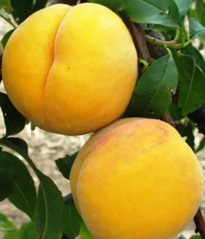 Broskyňa (Prunus persica) GALBENĂ TÂRZIE - Tutifruti, s.r.o.