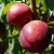 Nectarine tree to order