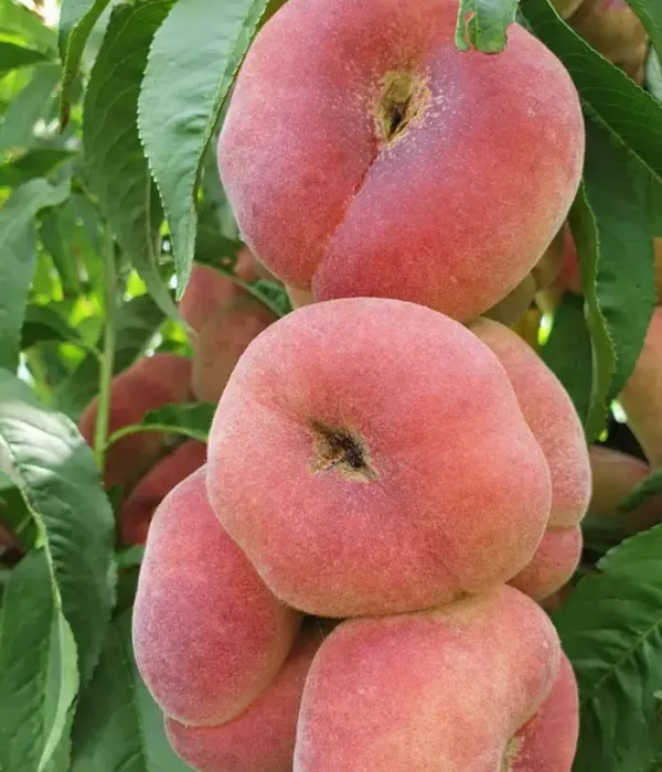 Broskyňa (Prunus persica var. platycarpa) ALEX