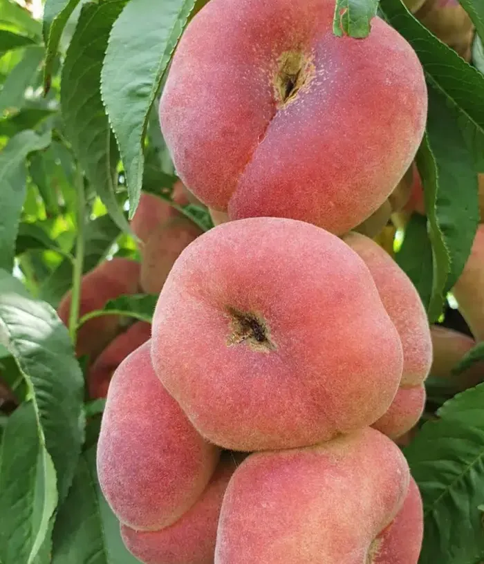 Broskyňa (Prunus persica var. platycarpa) ALEX - Tutifruti, s.r.o.
