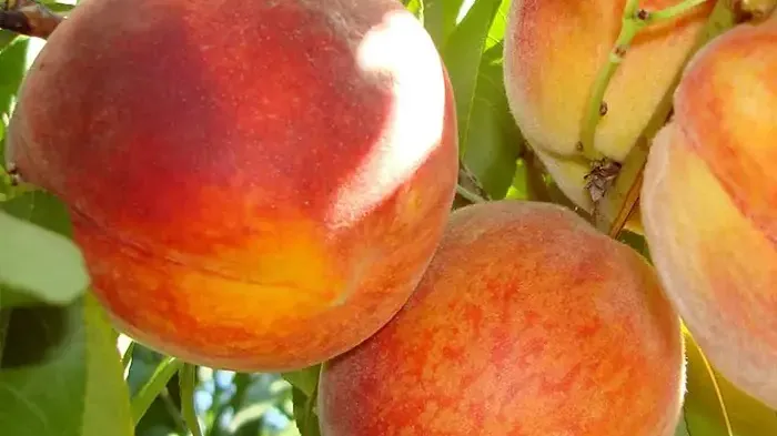 New Peaches 2026: Alexia, Triumf, and Superba de Toamnă