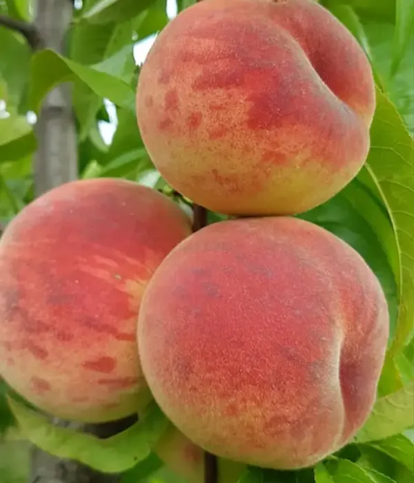 Broskyňa (Prunus persica) AMALIA