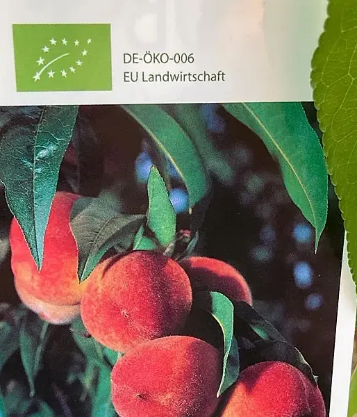 AROMA SPUR SÄULENPFIRSICH