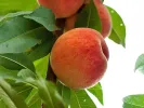 Columnar Peach AROMA SPUR SAULENPFIRSICH - Tutifruti SK