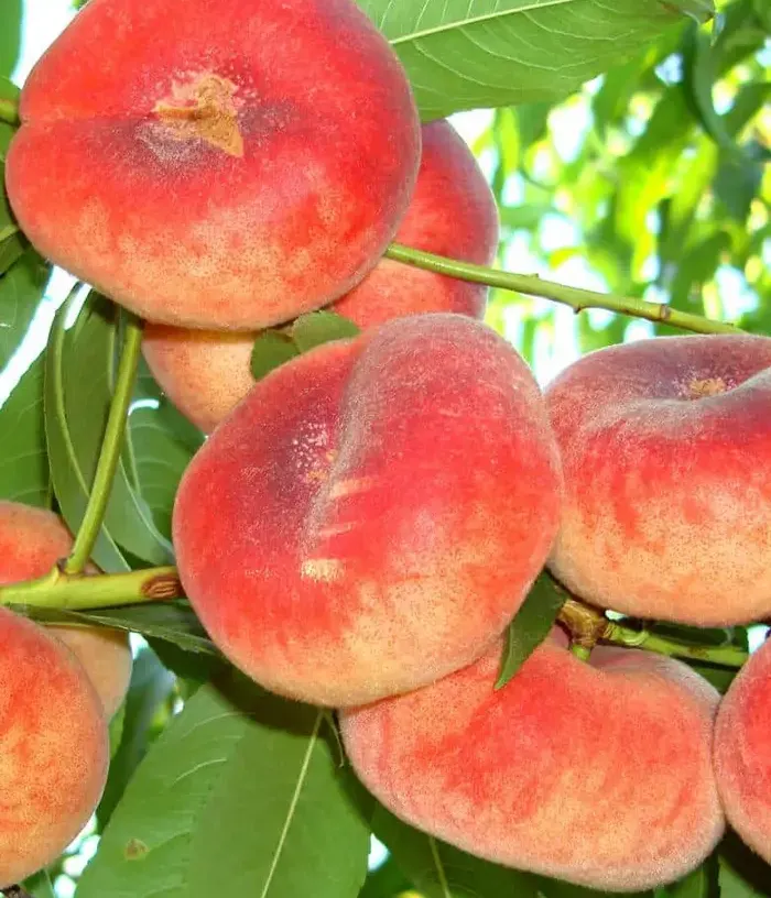 Pfirsichbaum (Prunus persica var. platycarpa) FILIP - Tutifruti, s.r.o.
