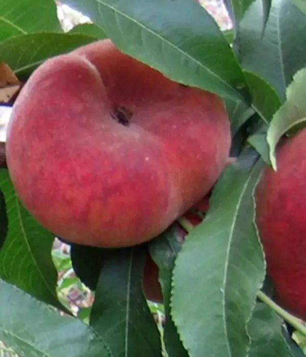 Broskyňa (Prunus persica var. platycarpa) HERĂSTRĂU