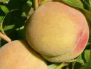 Broskyňa (Prunus persica) MAIRA - Tutifruti, s.r.o.