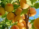 Broskyňa (Prunus persica) MAIRA - Tutifruti, s.r.o.