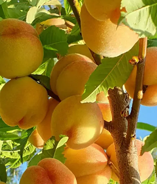 Pfirsichbaum (Prunus persica) MAIRA