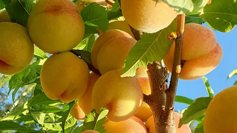 Peach as a Superfood: Hidden Antioxidants & Vitamins