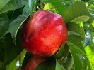 BIO AROMA SPUR SAULENNEKTARINE - Tutifruti, s.r.o.